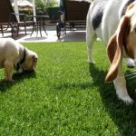 Synthetic Pet Turf Company Inland Empire, Artificial Pet Grass Backyard Installation