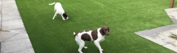 5 Reasons That Artificial Grass Is Safe For Pets In Inland Empire